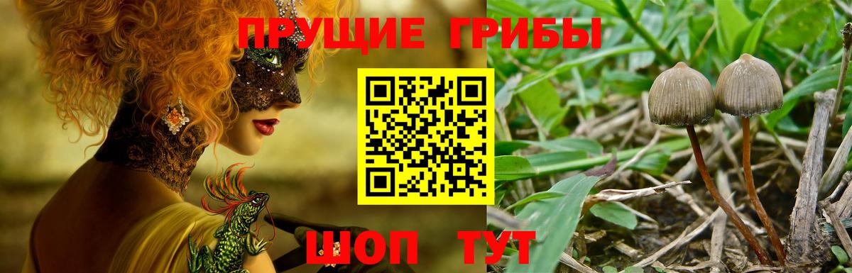 Чита  Галлюциногенные грибы Psilocybine cubensis  Вход с VPN 